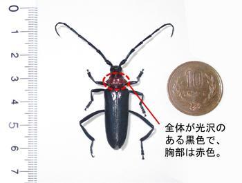 クビアカツヤカミキリ特徴「全体が光沢のある黒色で、胸部は赤色。大きさは触角を入れると5.5センチメートル程あることを表した写真
