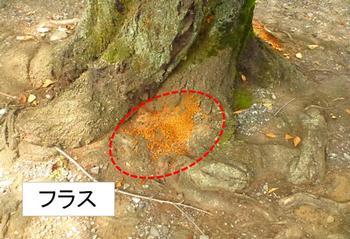 木の低い場所にたまったオレンジ色のフラスをまるで囲ってある写真