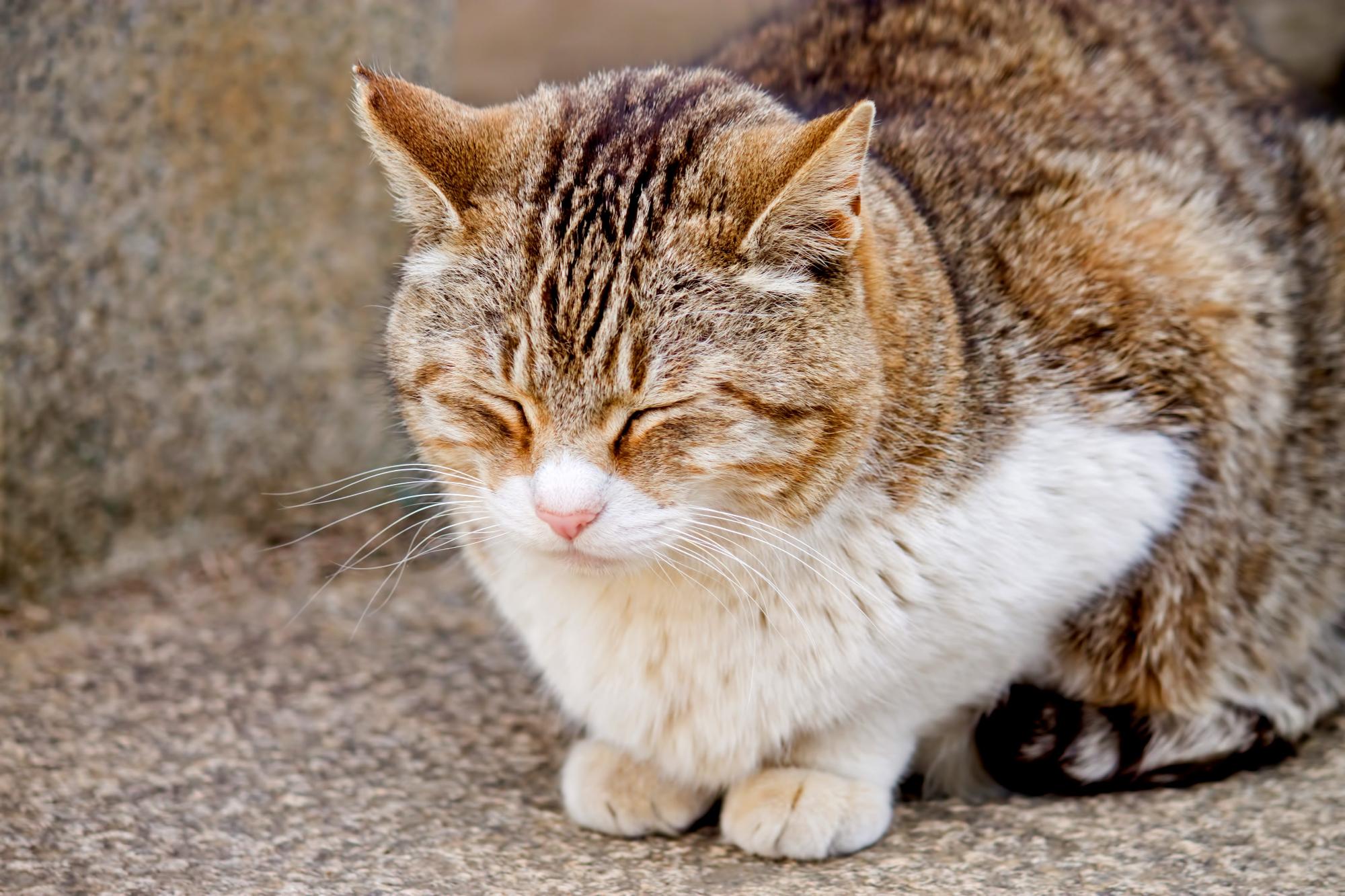 猫の写真