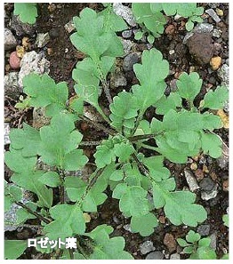 図1 ロゼット状のナガミヒナゲシ