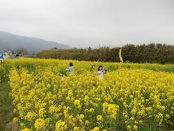 曇り空の下、一面に広がる菜の花の写真
