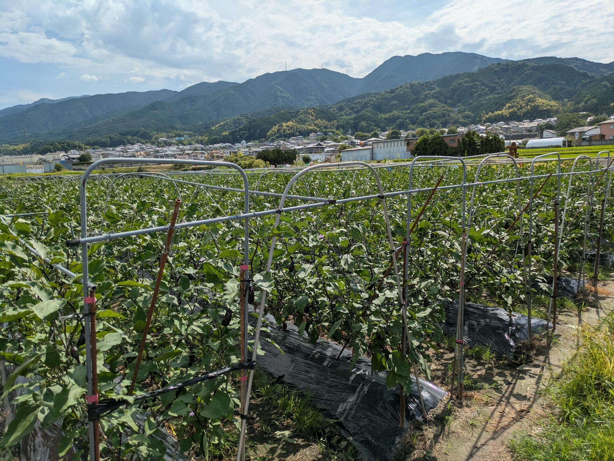 葛城市のナス生産の圃場