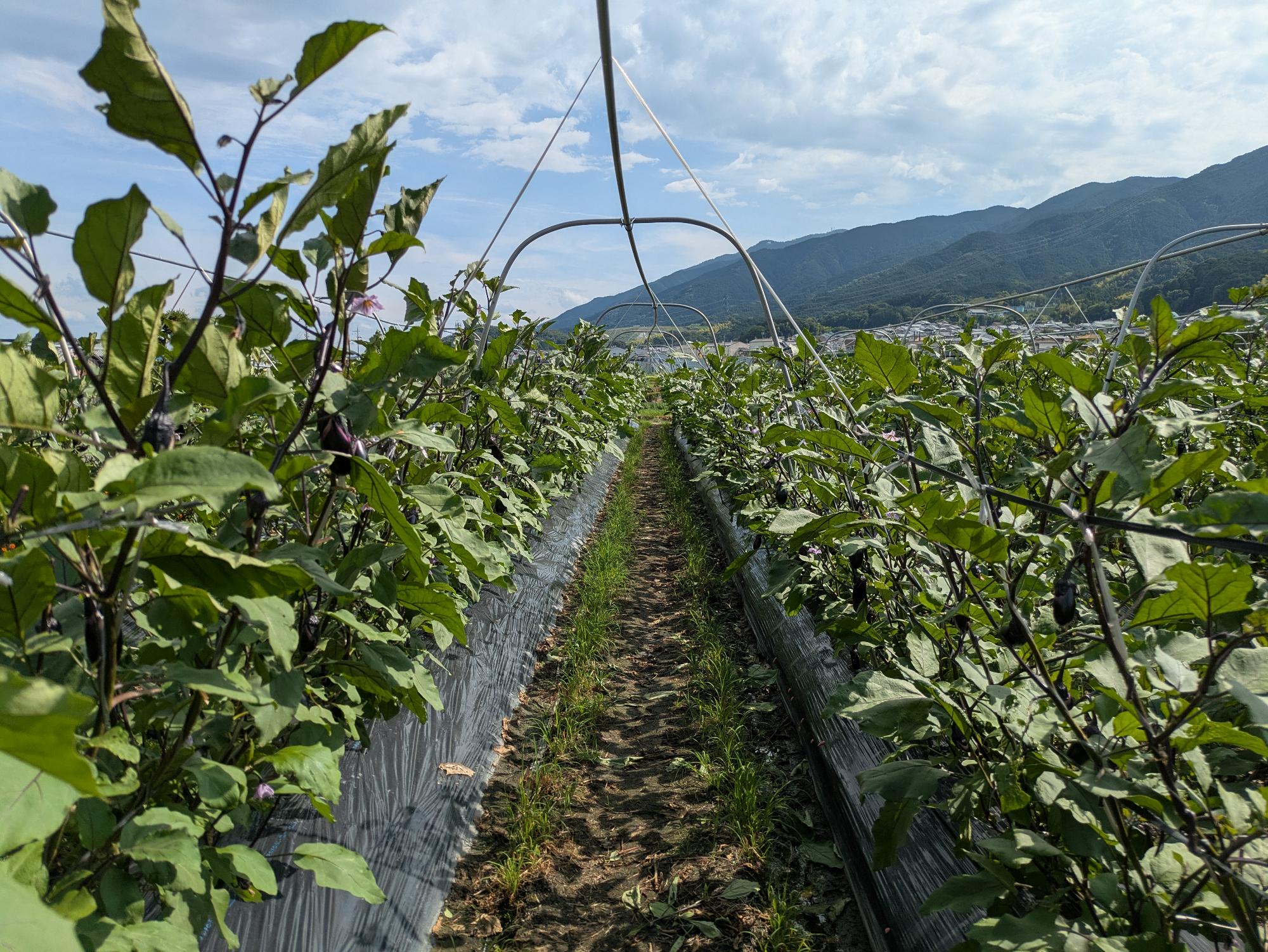 ナスの生産現場