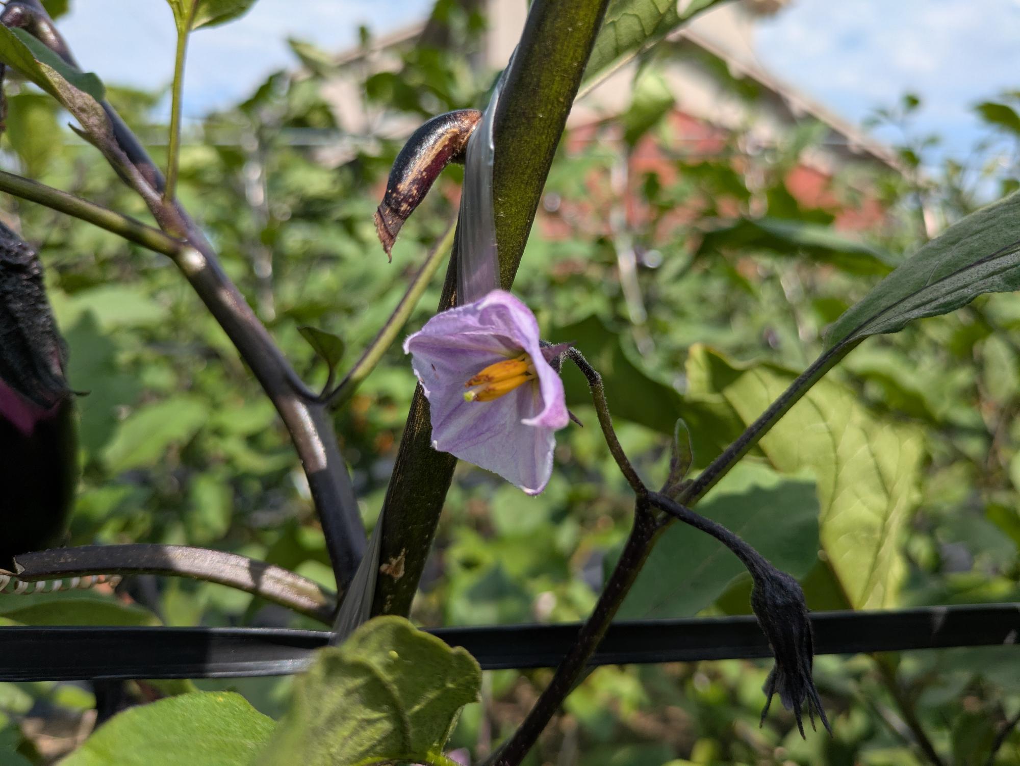 ナスの花