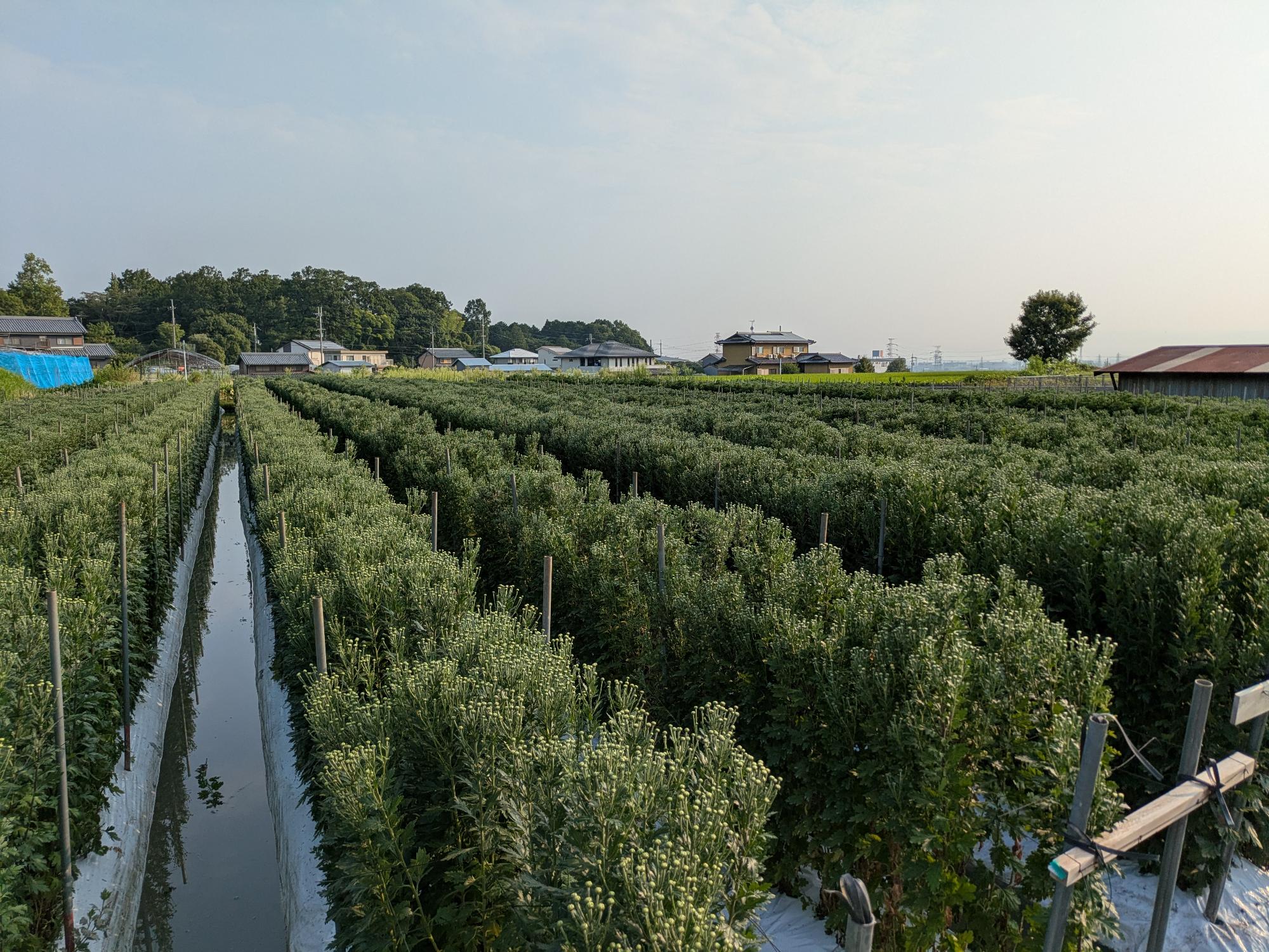 葛城市の小菊