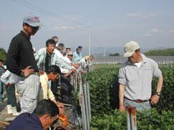 栽培技術を研鑽するためにほかの菊生産者の圃場を見学している写真