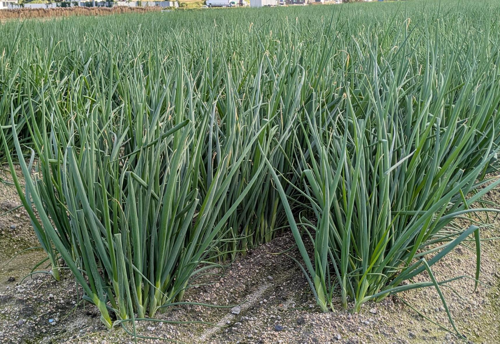 ねぎメイン写真2