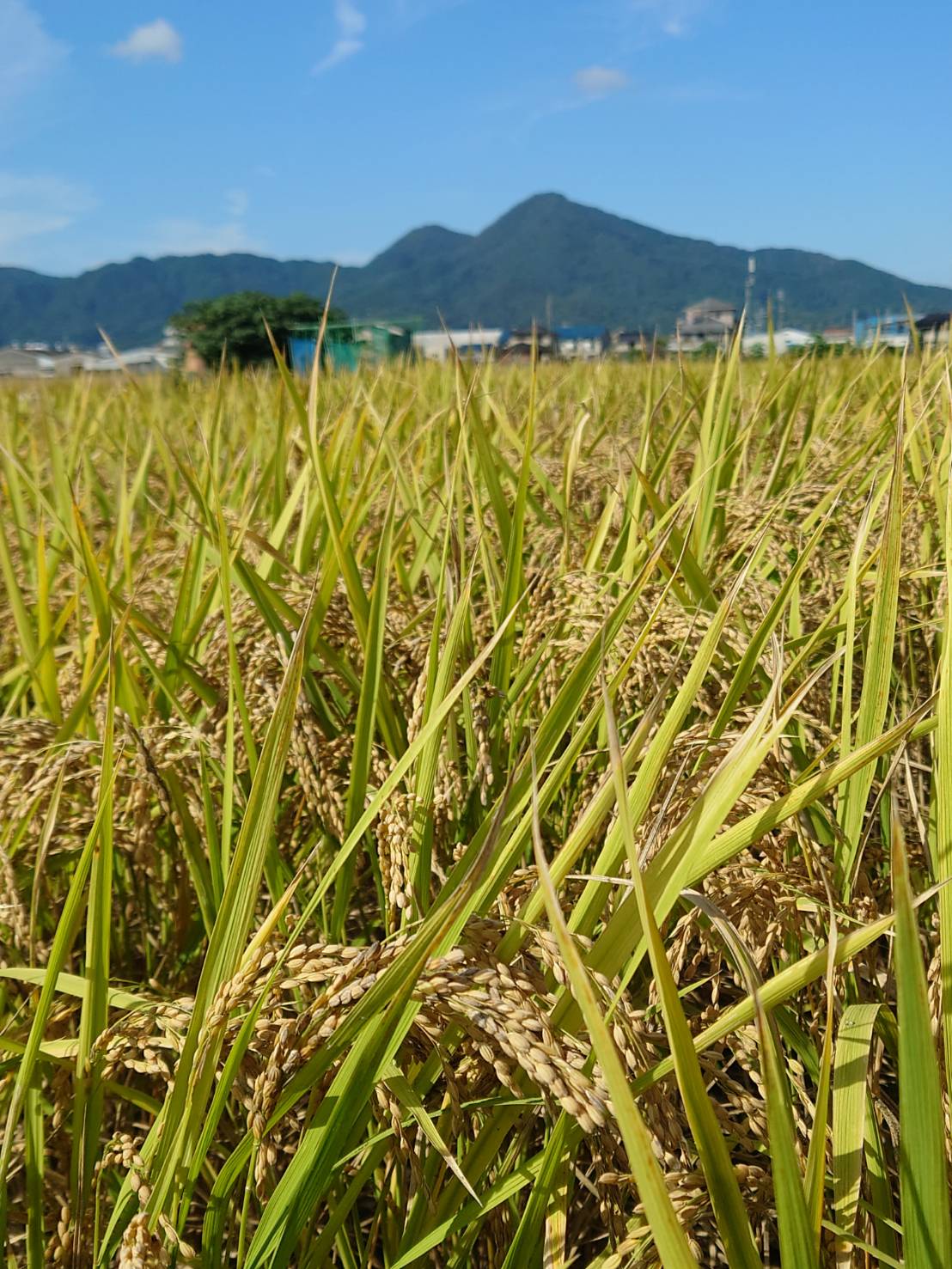 奈良県葛城市のお米