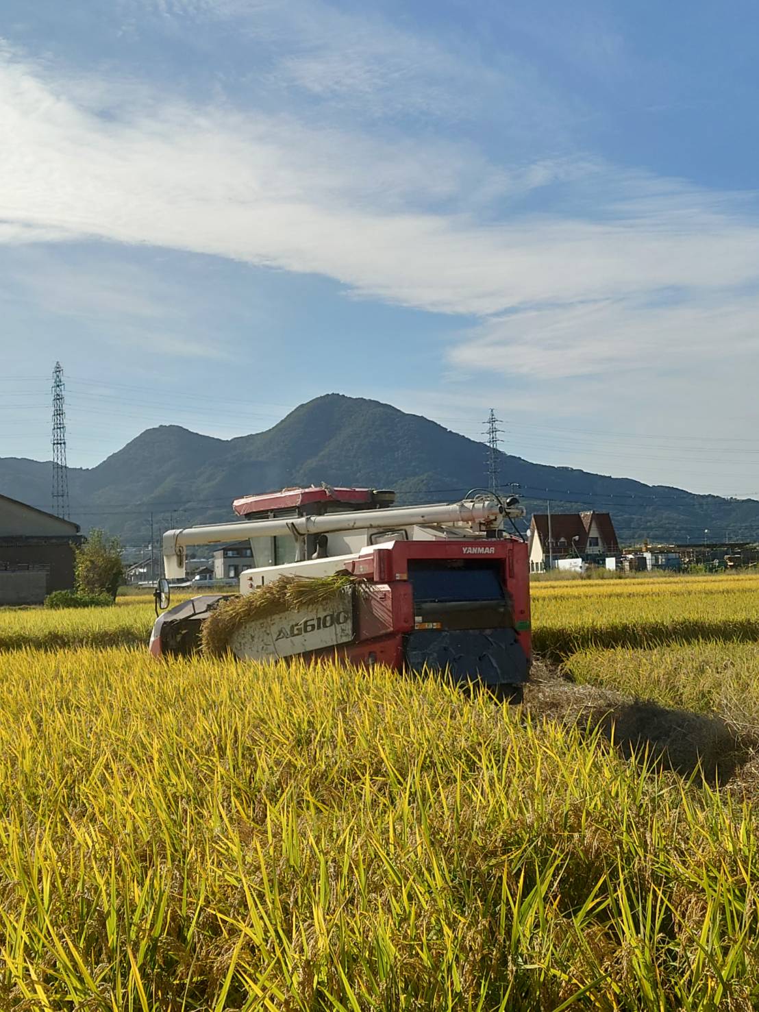 主食用水稲の栽培風景(奈良県葛城市)