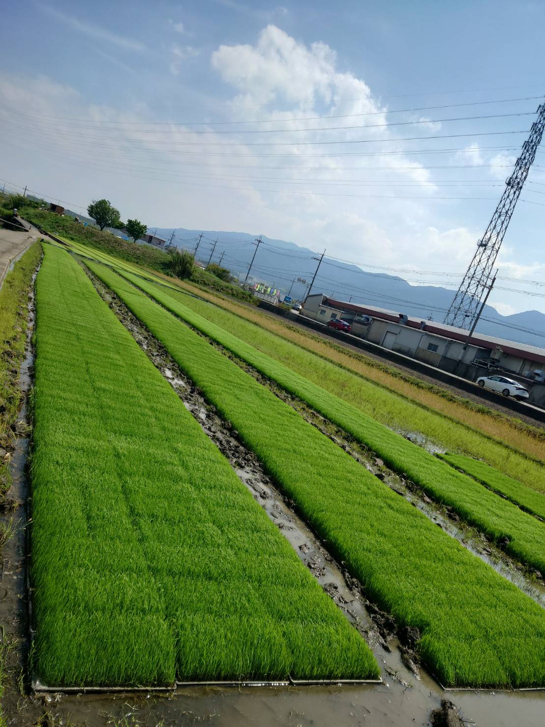稲の苗