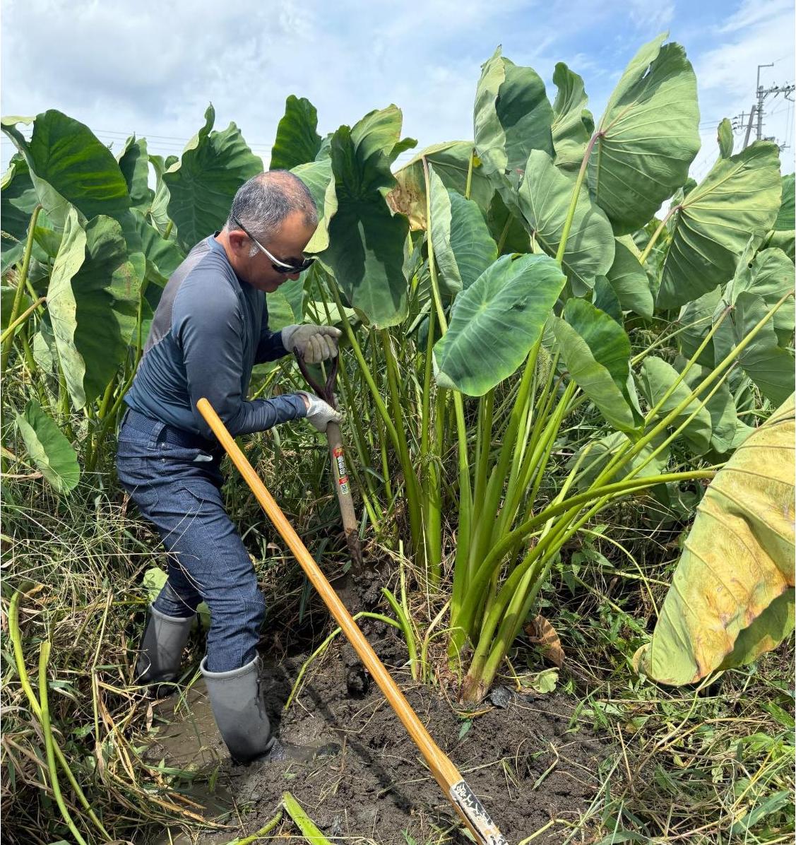 里芋大きさ分かる