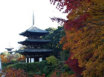 見頃の時の當麻寺の紅葉の様子