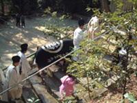 お田植え神事の中で神官と参道を登る「牛」の写真