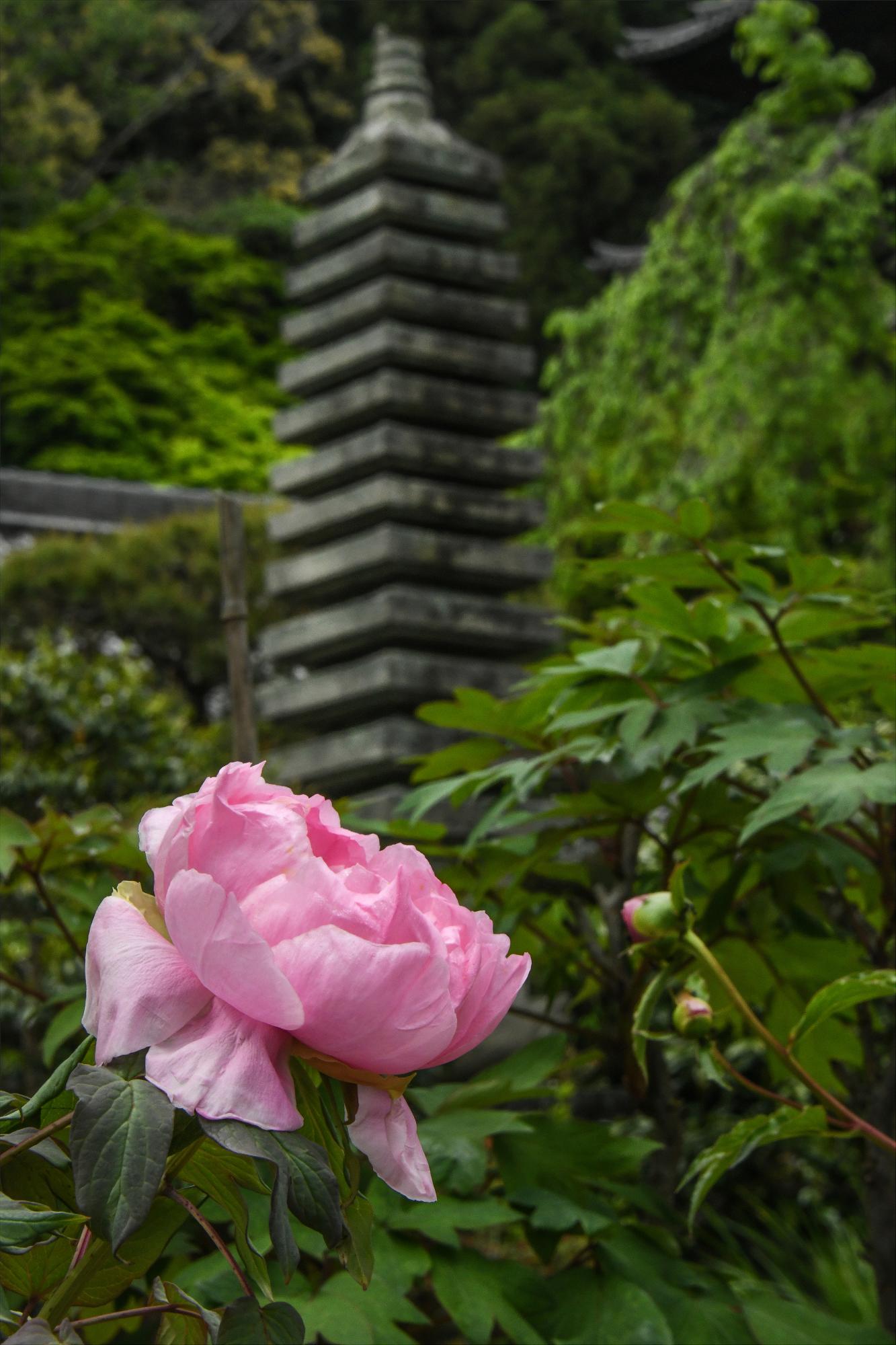 特別賞「古刹の静寂」