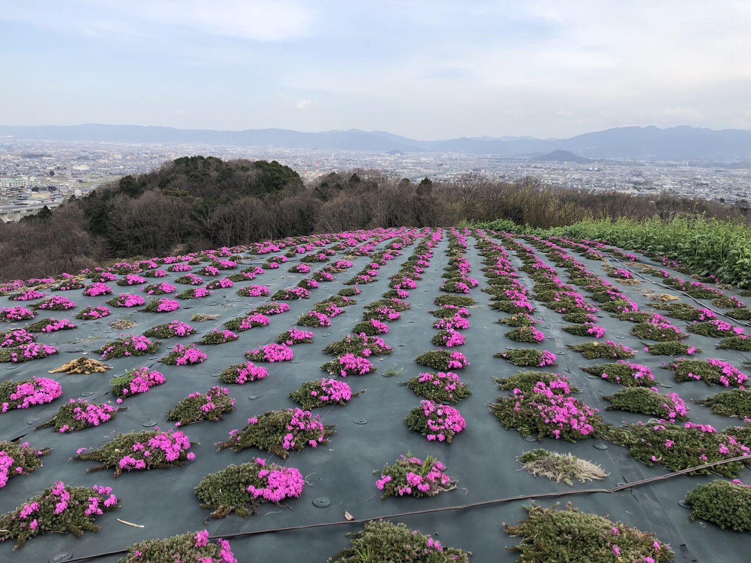 展望広場開放2