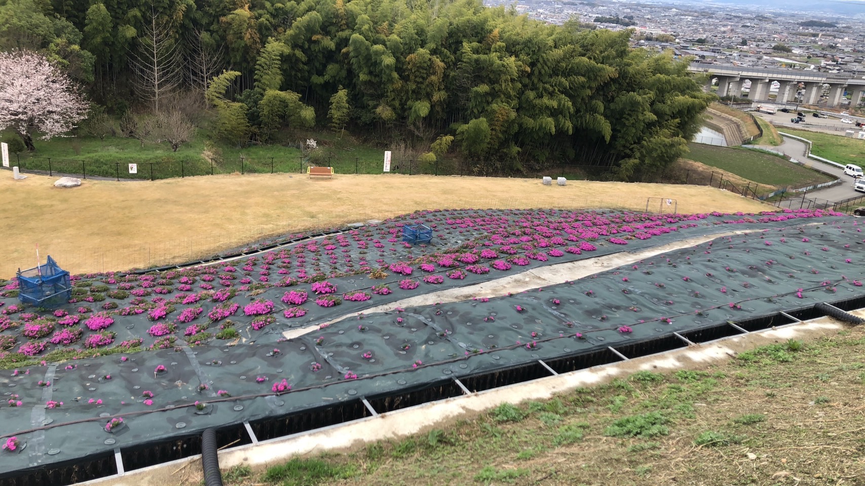展望広場開放3