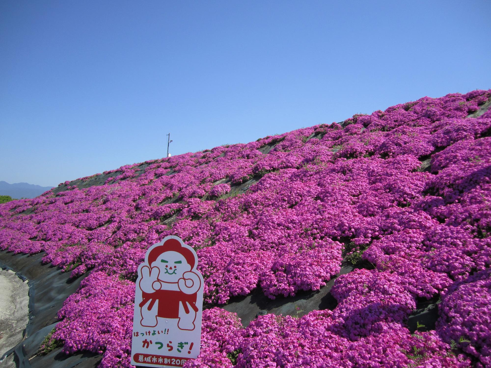 芝桜 各種 確認用 芝桜（しあわせの森公園）／葛城市