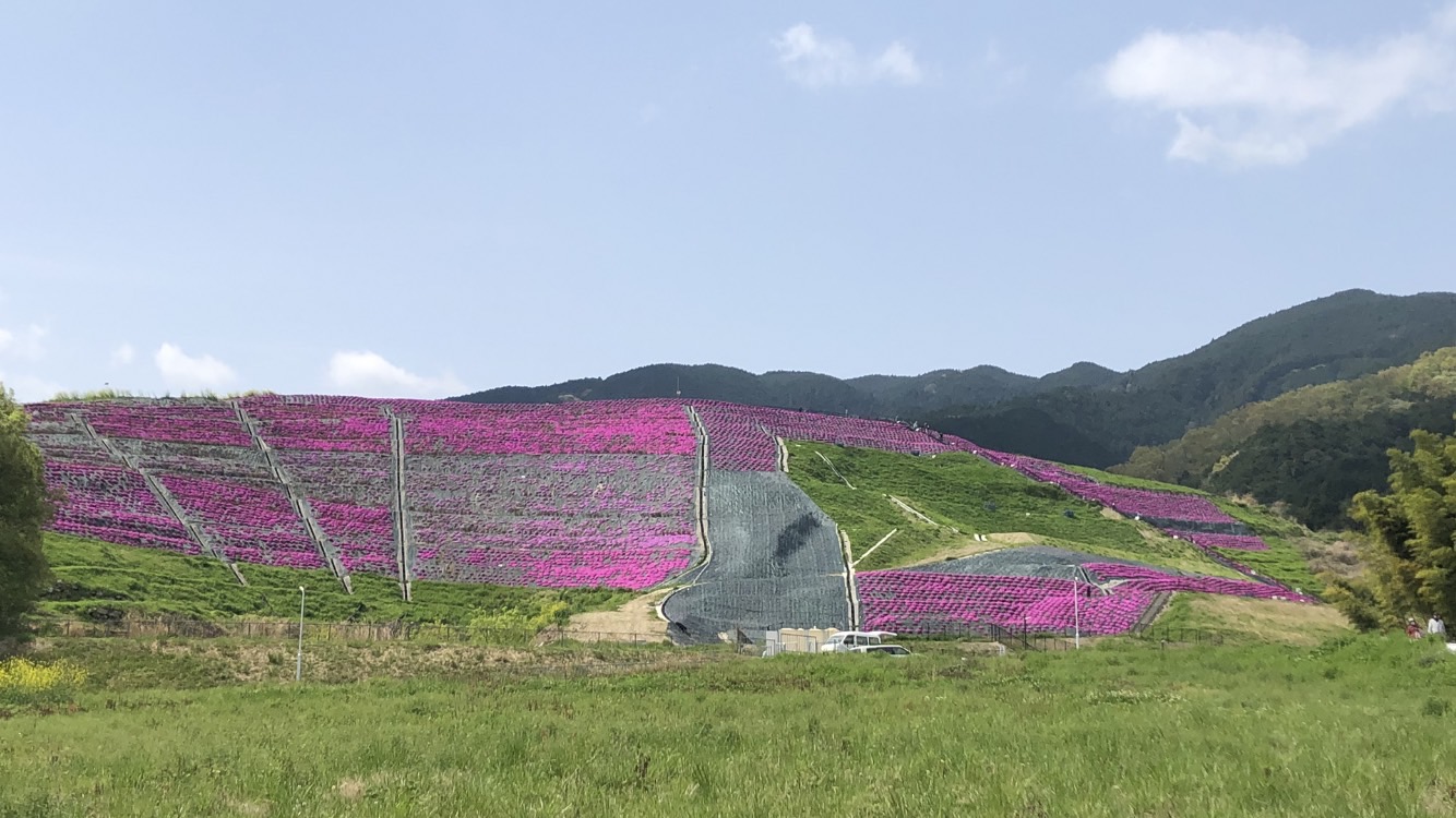 芝桜200