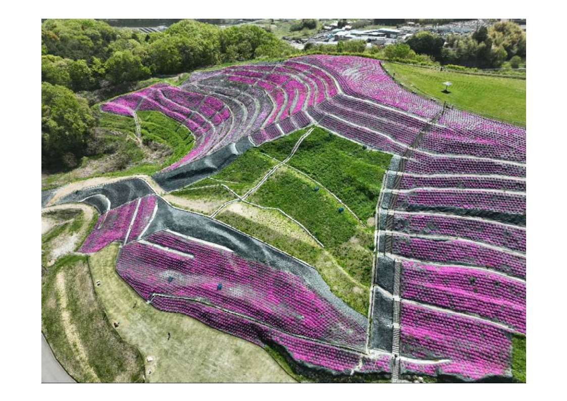 芝桜400