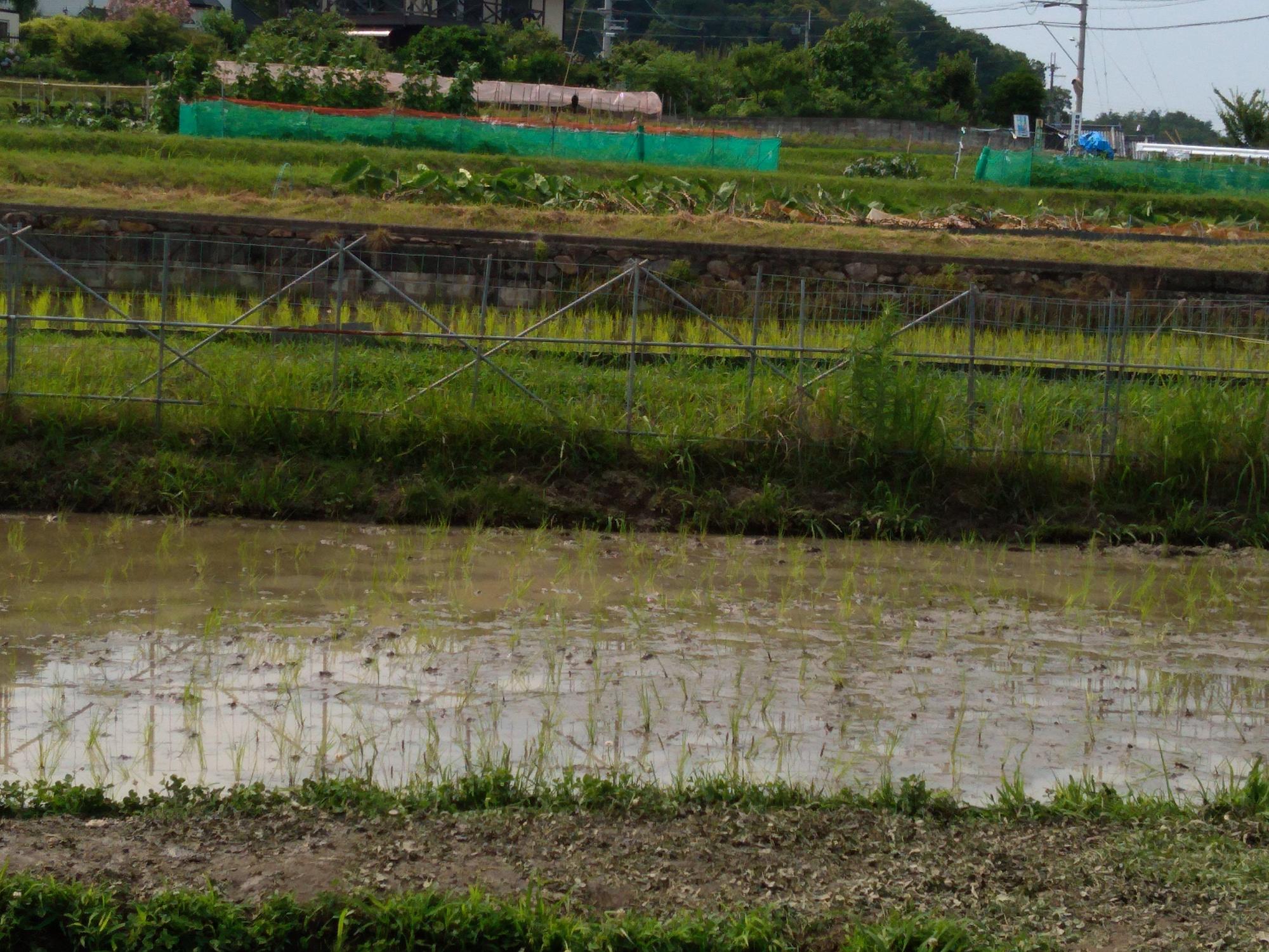 taue5