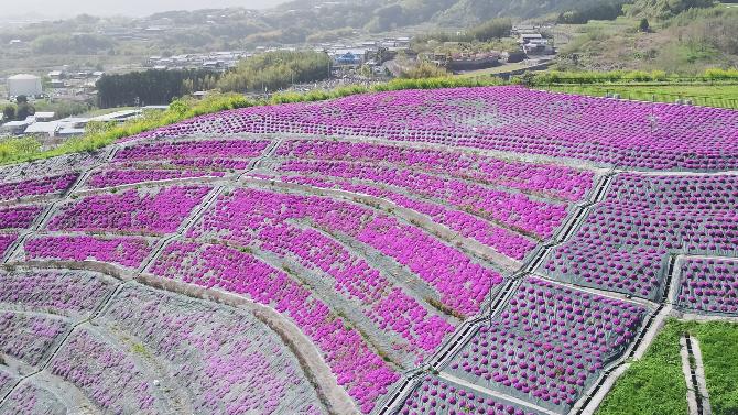 芝桜