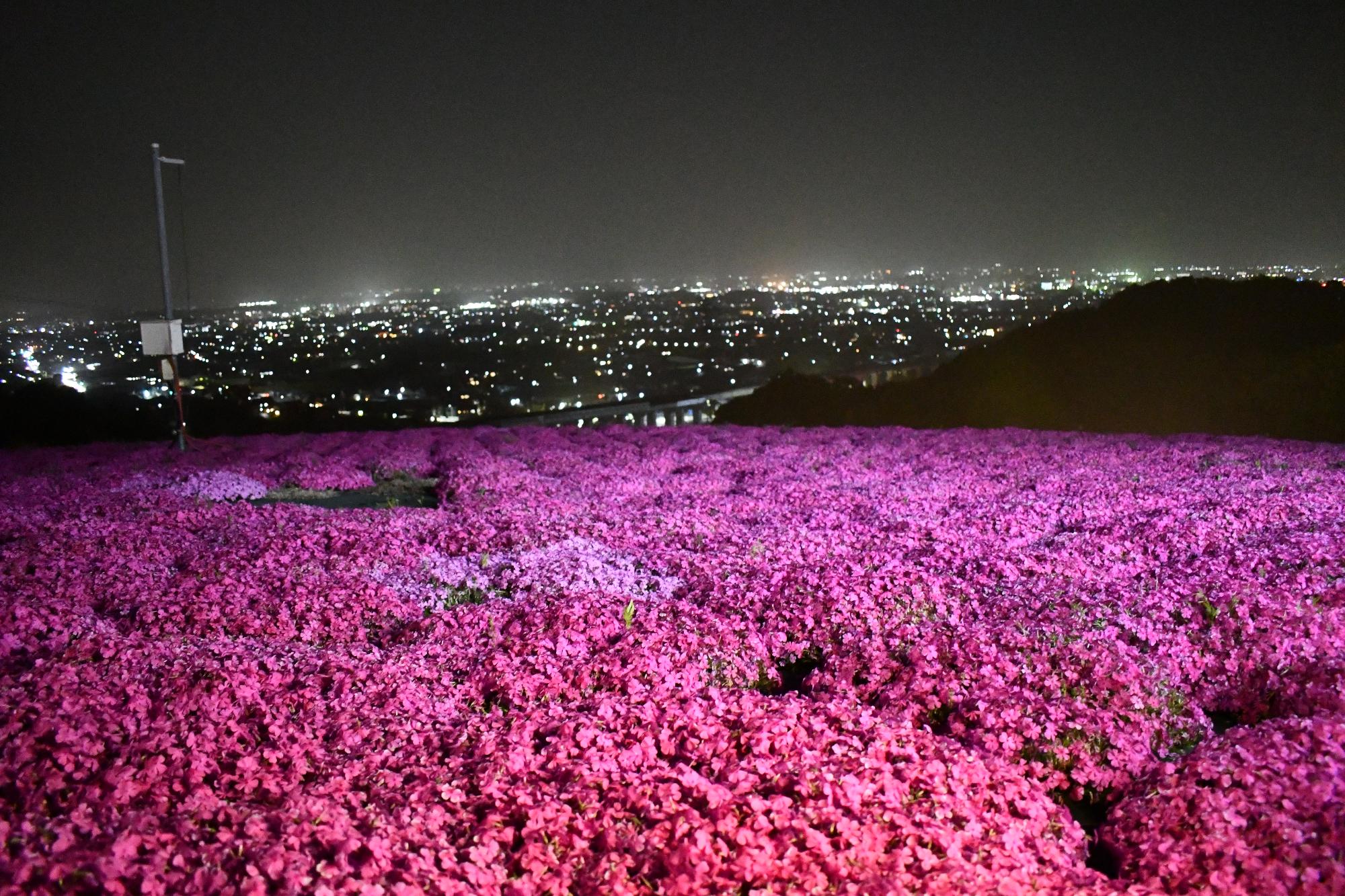 ライトに照らされる芝桜から、葛城市の夜景が見える様子