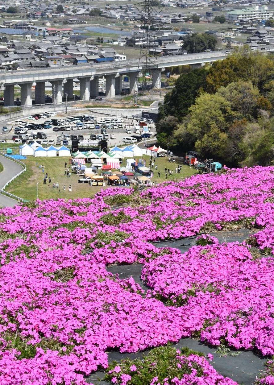展望広場からの芝桜まつり