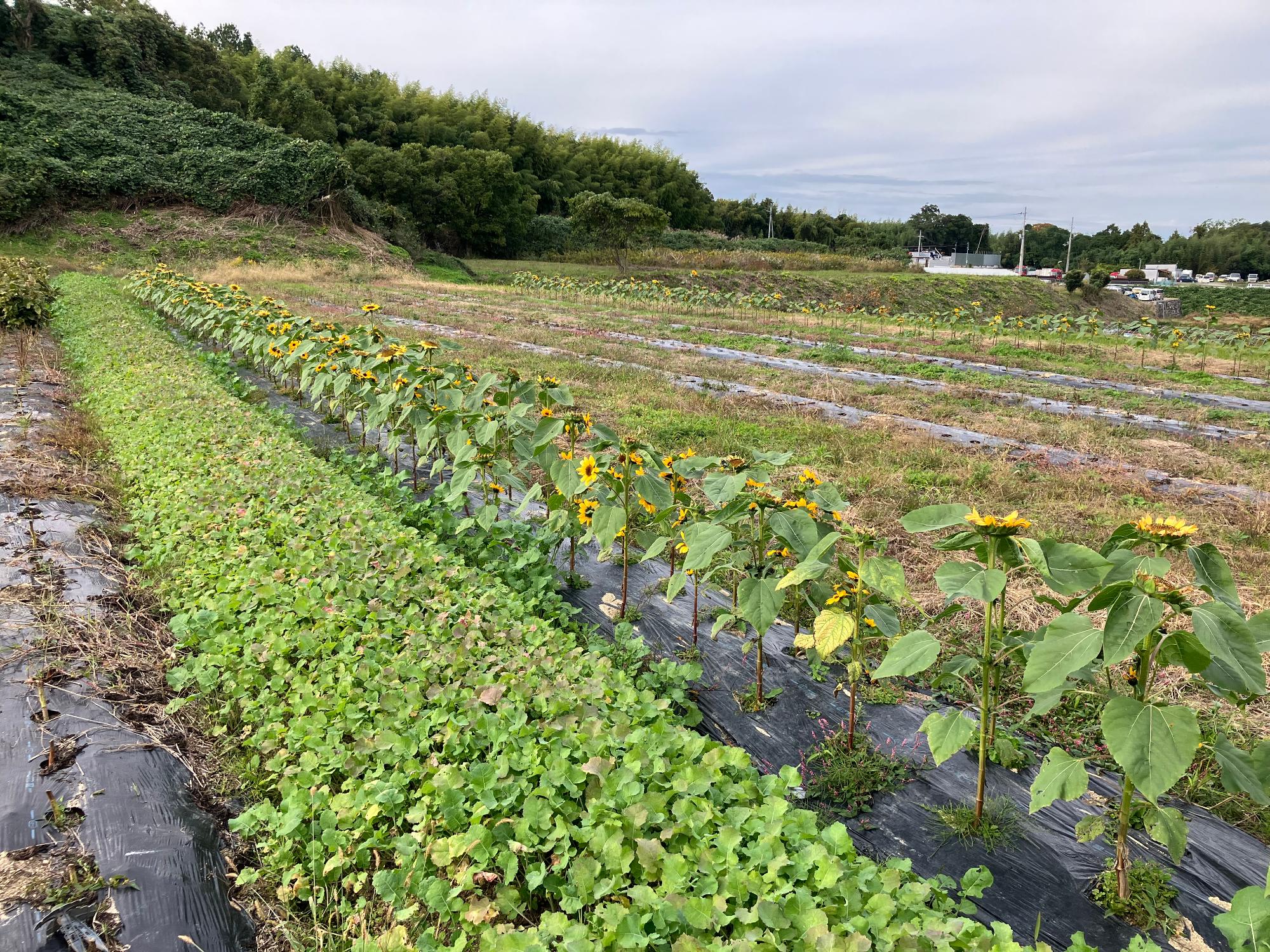 ひまわりと菜の花の苗