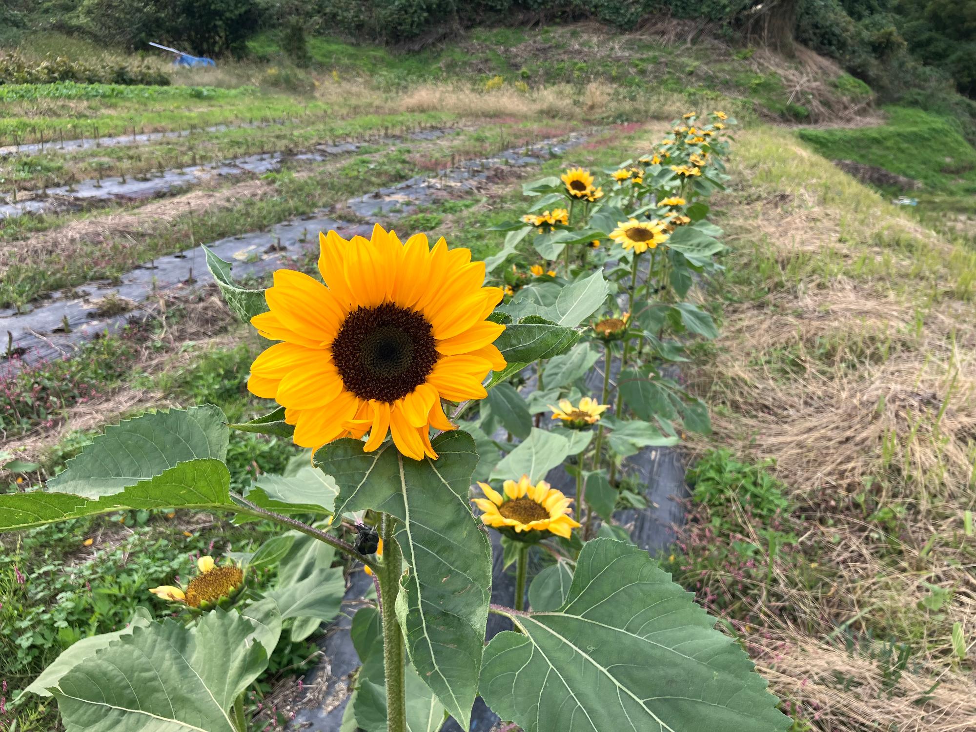 秋のひまわりが咲いている写真