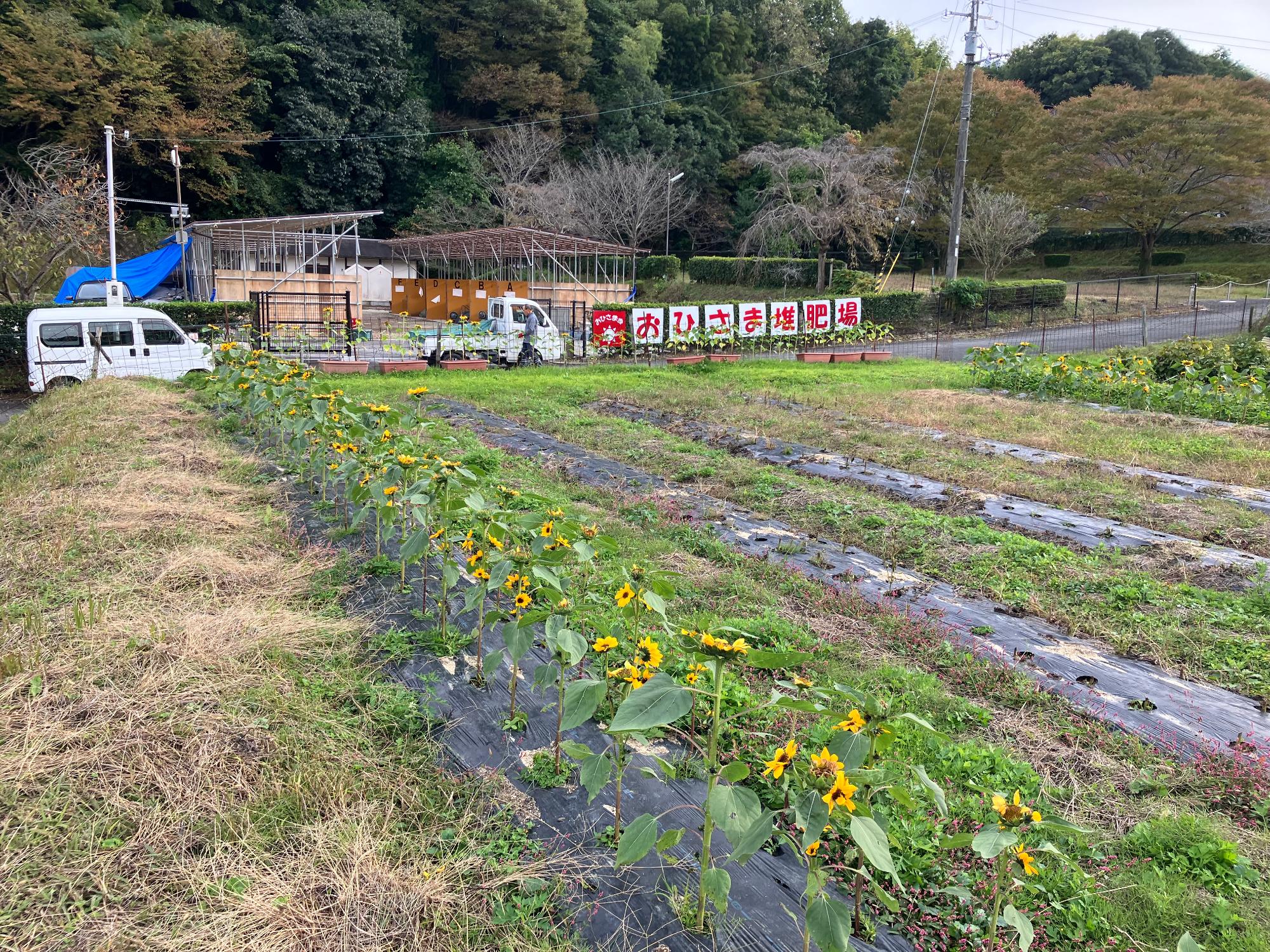 遊休地を利用した畑の全景