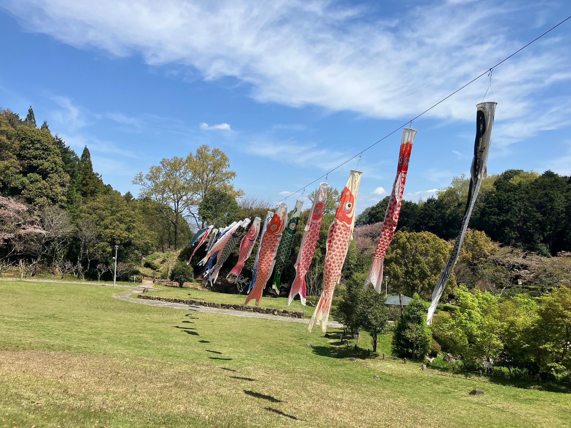 葛城山麓公園「こいのぼり」2