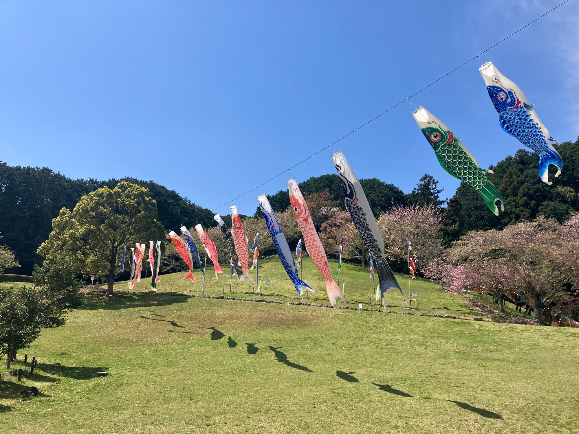 芝生の上を雄大に泳いでいる色とりどりのこいのぼり