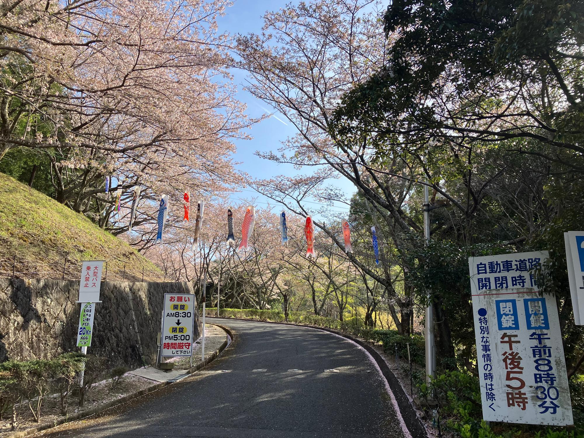 葛城山麓公園の入り口に設置された小さなこいのぼり