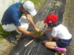 NPOの男性と赤帽をかぶった女子児童がサツマイモの苗を植えている写真
