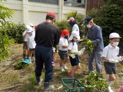 NPOの方が紅白帽の5、6人の児童にサツマイモの苗を配る写真
