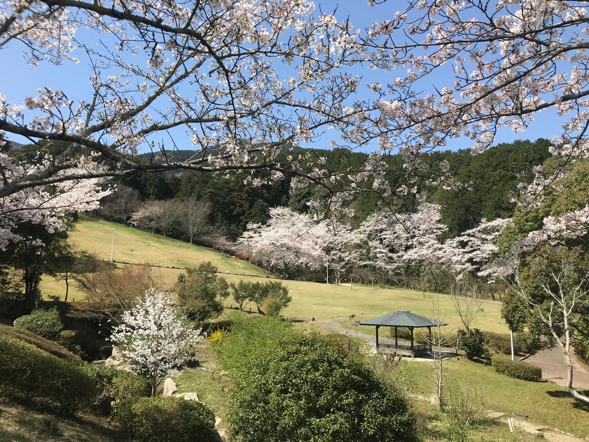 青空のした、桜が咲いている公園を一望する写真