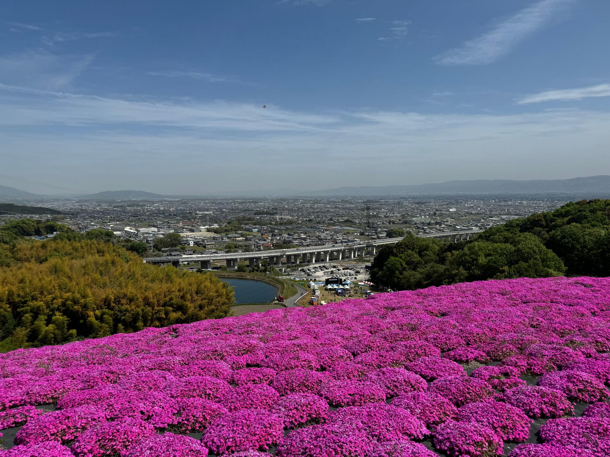 芝桜まつり2024の様子