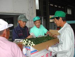 出荷前に菊の品質をチェックしている農協職員や生産者の写真