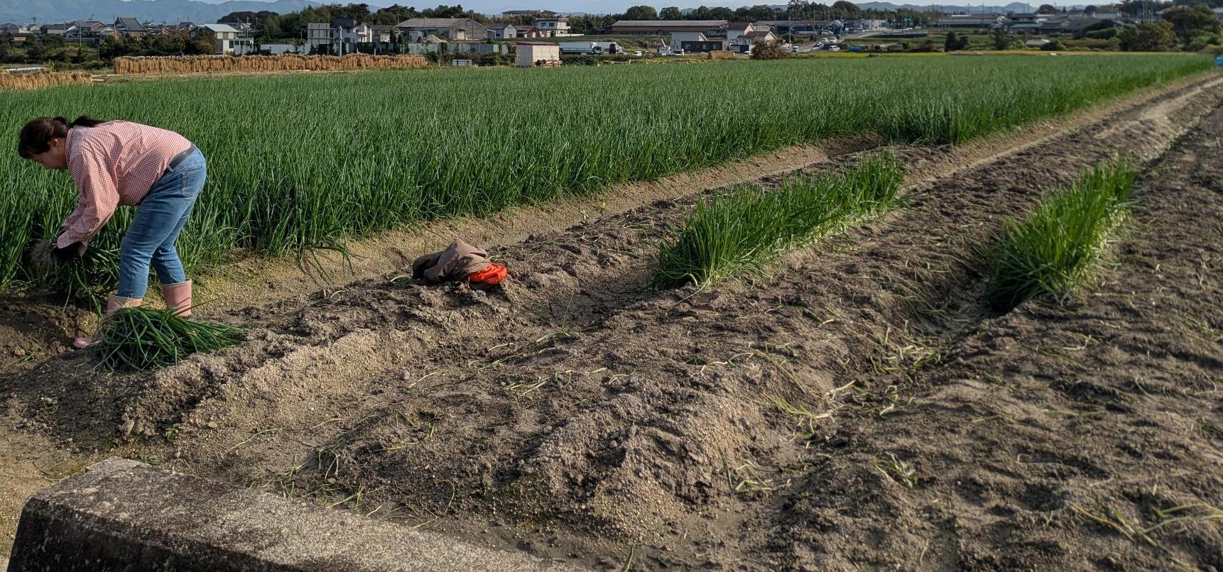ねぎ収穫