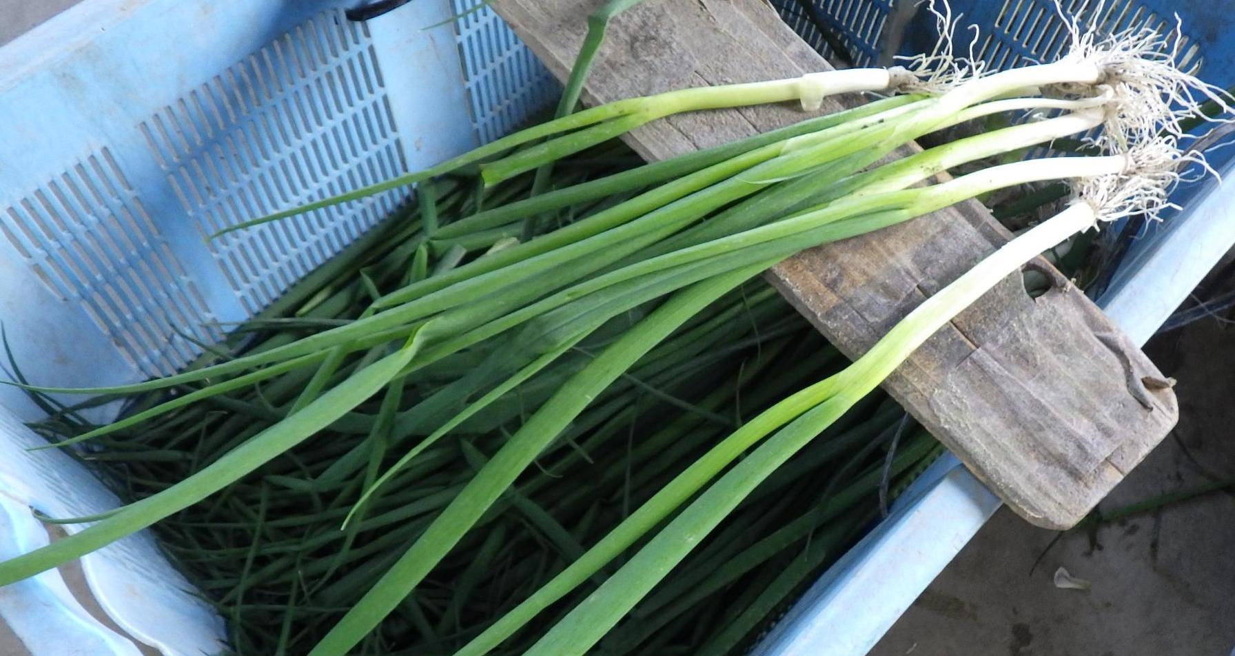 ネギの選別写真