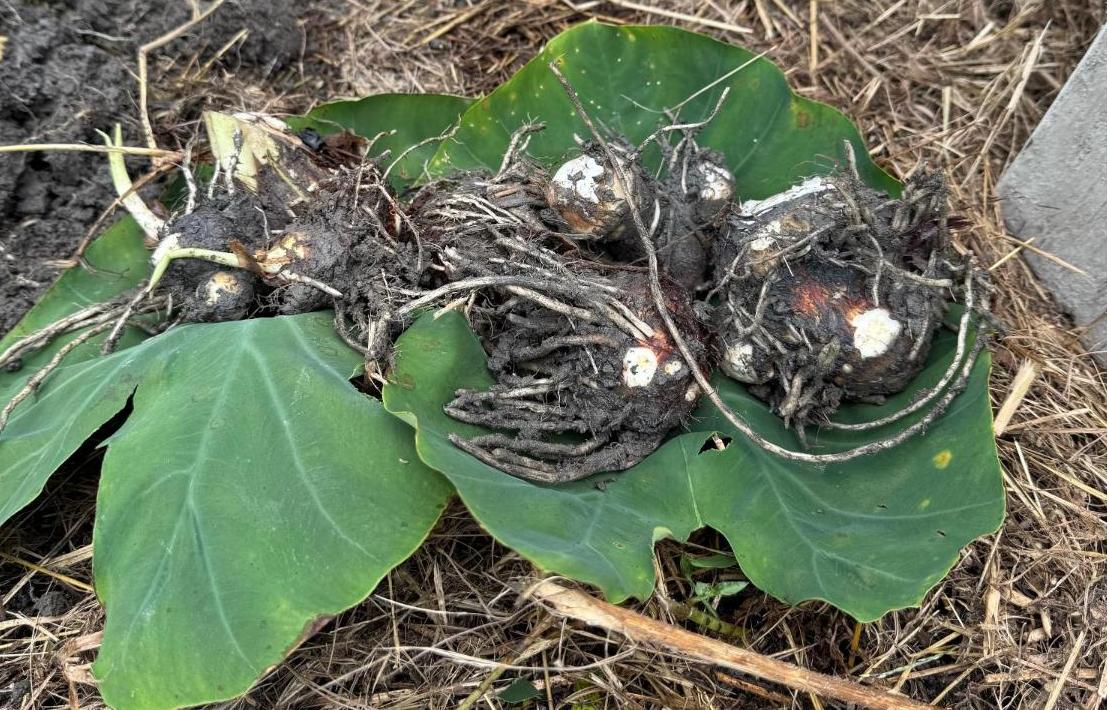 掘り起こした里芋