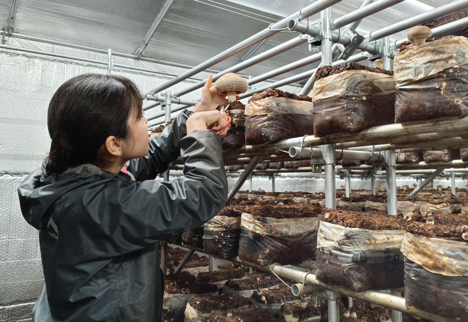 しいたけ収穫