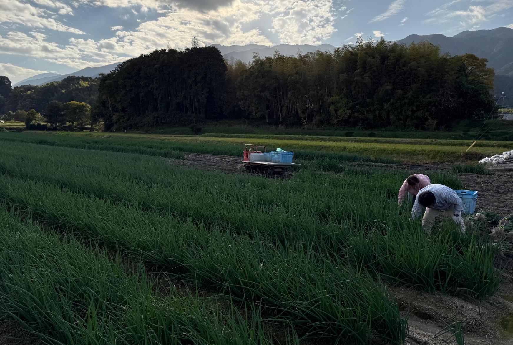 収穫作業の風景