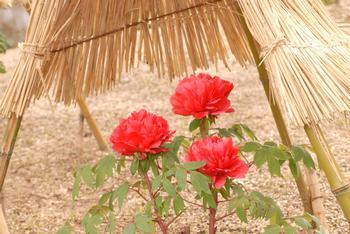 當麻寺奥院に咲いている赤い冬ぼたんの写真
