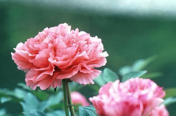 當麻寺奥院に咲いているピンク色の冬ぼたんの写真