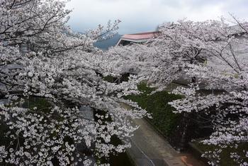 屋敷山公園にある桜の満開時の写真