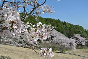 葛城山麓公園にある桜の満開時の写真