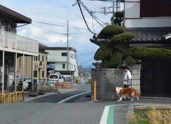 コリー犬のキャンディーが街の中を歩いている時の写真