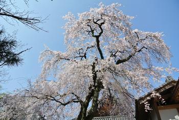 當麻寺護念院にある桜の満開時の写真