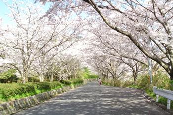 當麻寺及び周辺にある桜の満開時の写真